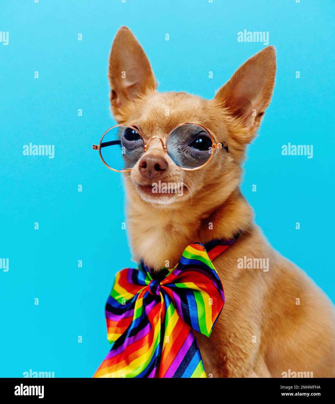 Retrato pequeño perro con gafas de sol azules redondas y lazo de color arco iris contra fondo azul. Foto de stock