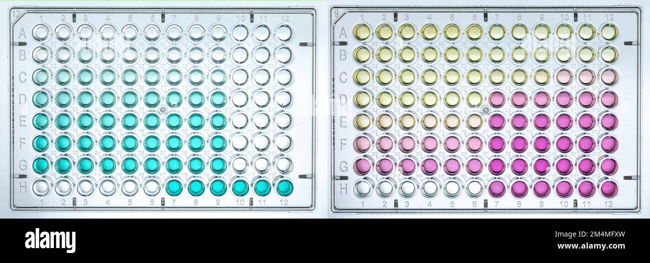 Microplacas de 96 pocillos en comparación con la prueba de actividad ...
