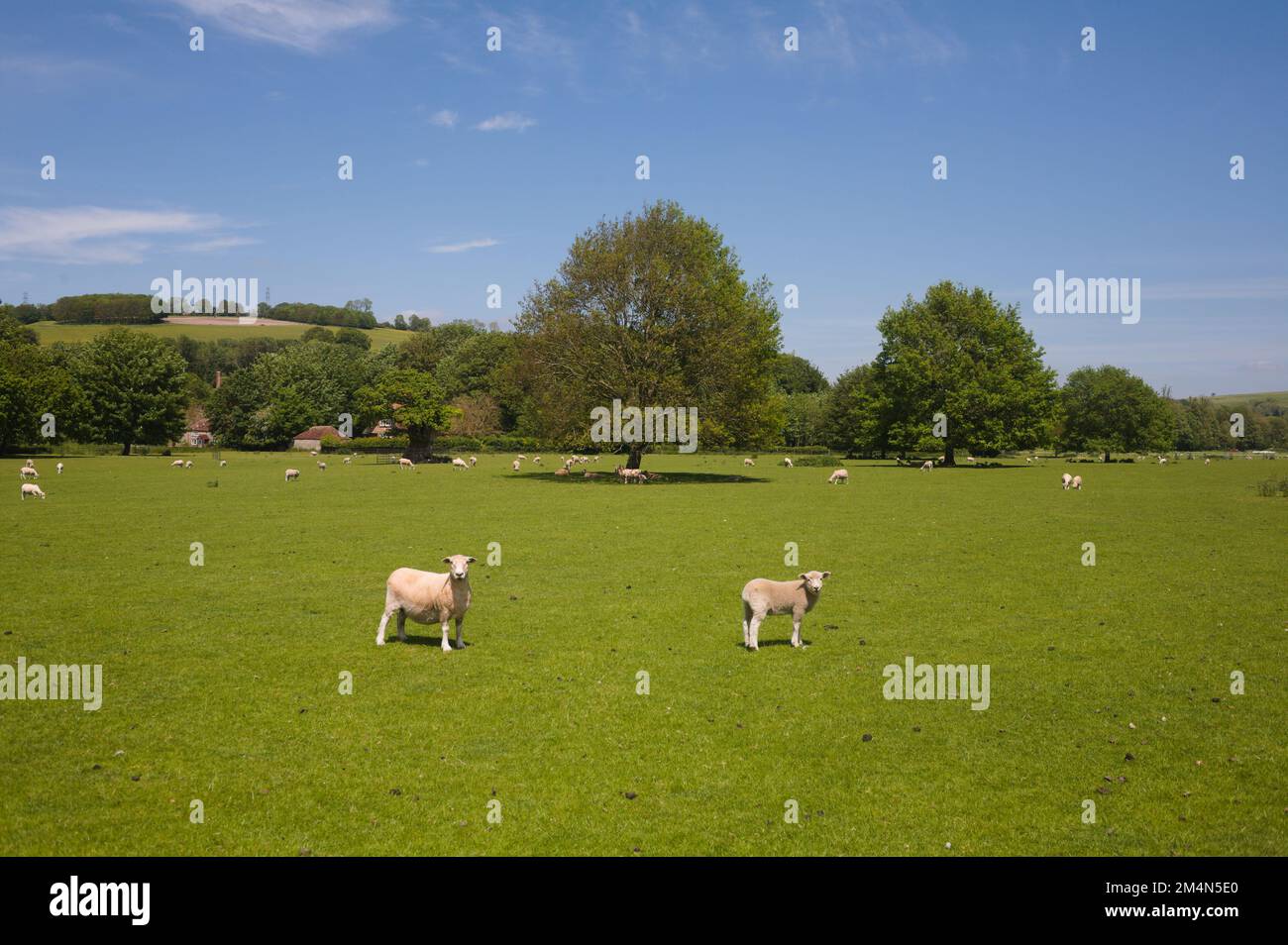 Gran prado con ovejas pastando en West Dean Gardens Sussex England Foto de stock