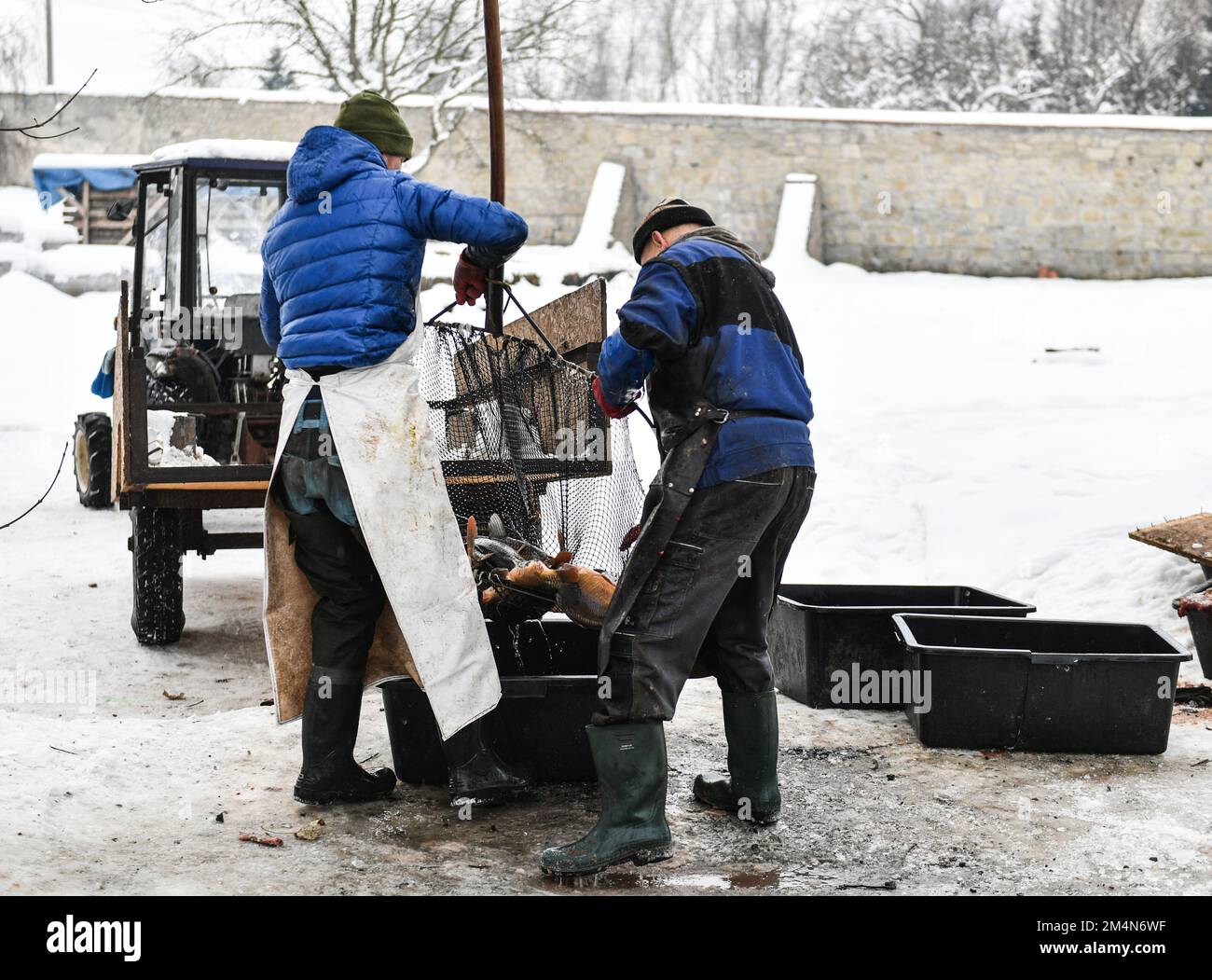 Los pescadores capturan carpas para vender unos días para Navidad. En  Staniatki, cerca de Cracovia, las monjas del monasterio benedictino venden  carpas. Las carpas son una tradición en Polonia cuando se sirven