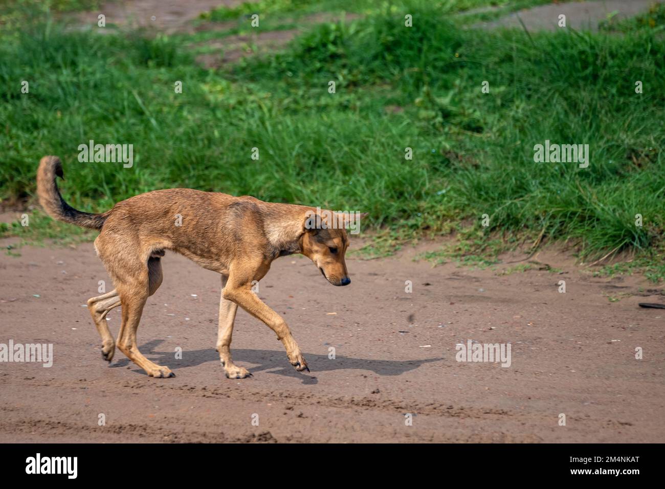 Perros en la calle de la América del Sur rural Fotografía de stock - Alamy