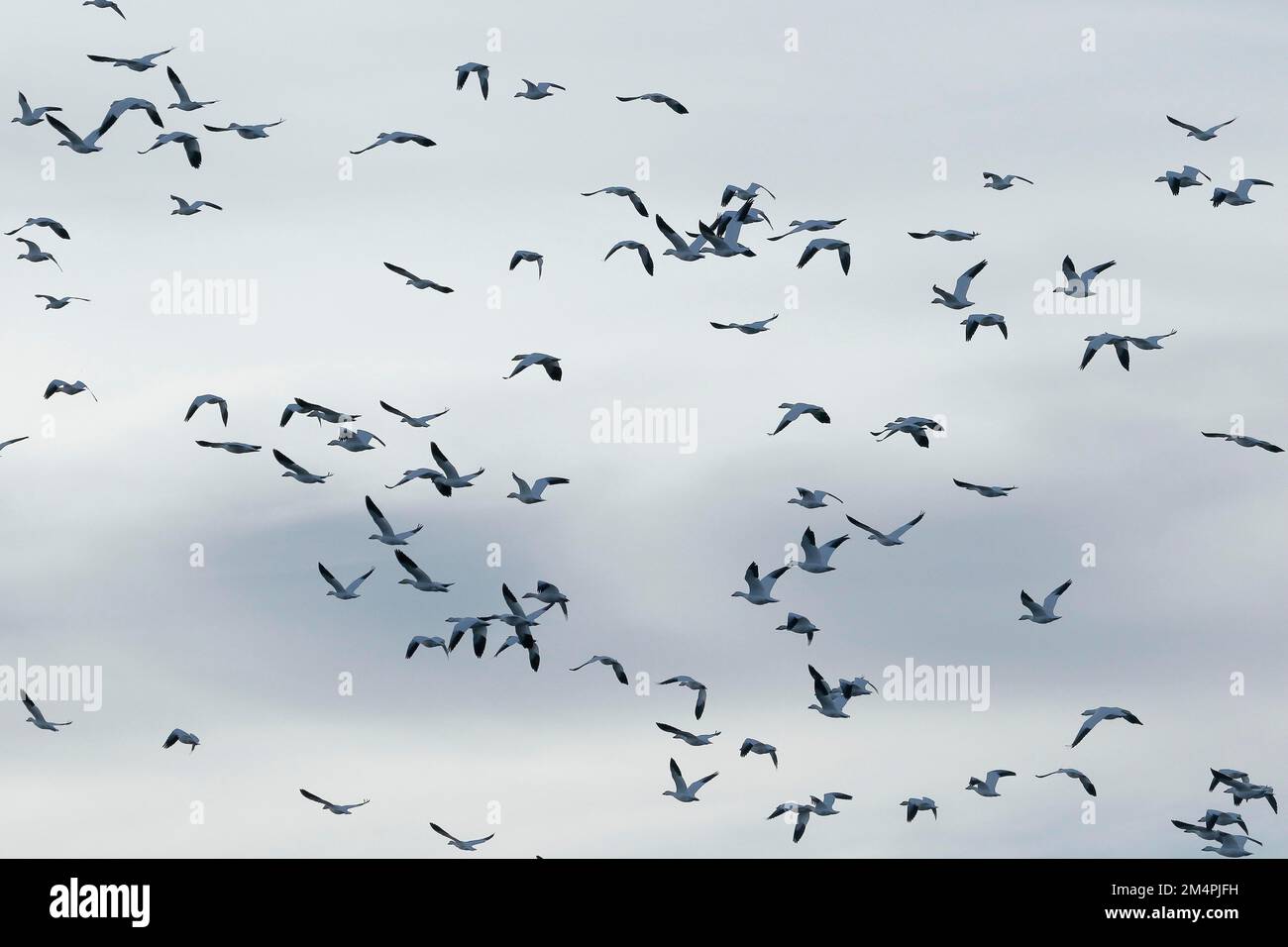 Naturaleza, gansos de nieve en vuelo, Saint-Jean-sur-Richelieu, Provincia  de Quebec, Canadá Fotografía de stock - Alamy