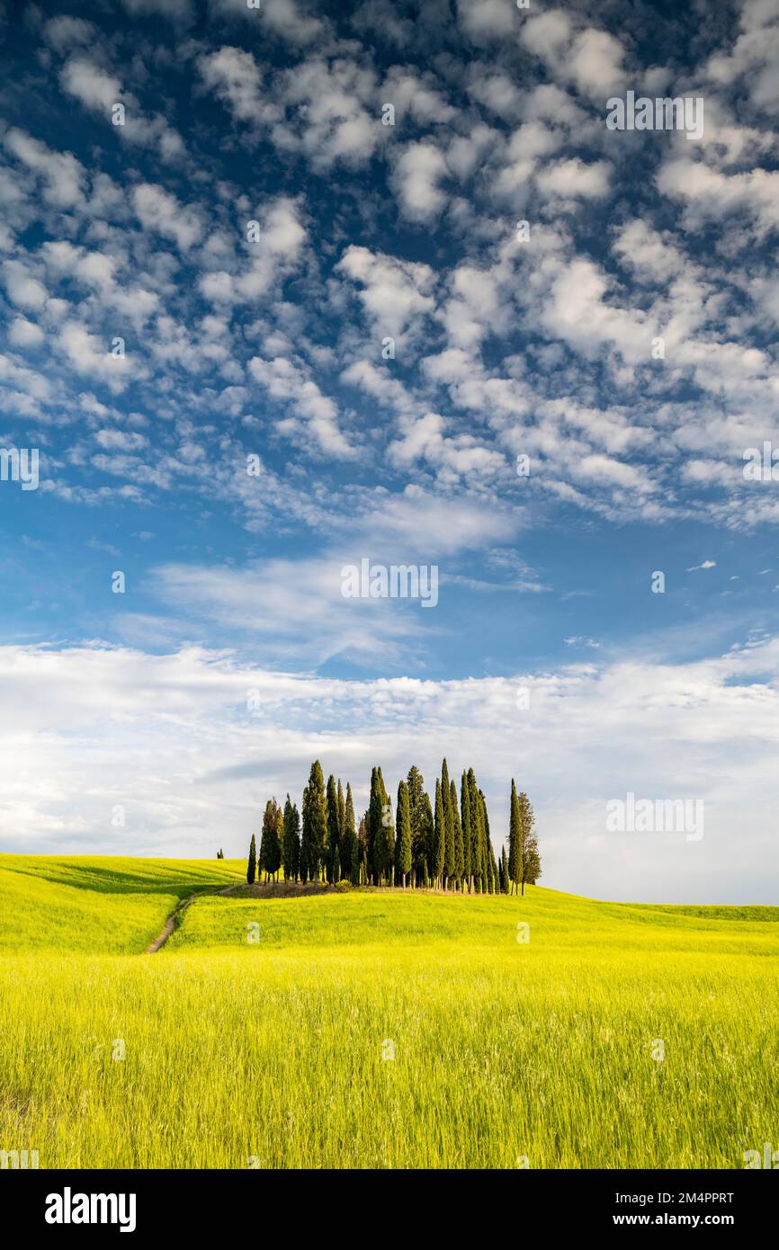 Cipressi di San Quirico dOrcia, grupo de cipreses (Cupressus) en el campo, Val dOrcia, Toscana, Italia Foto de stock