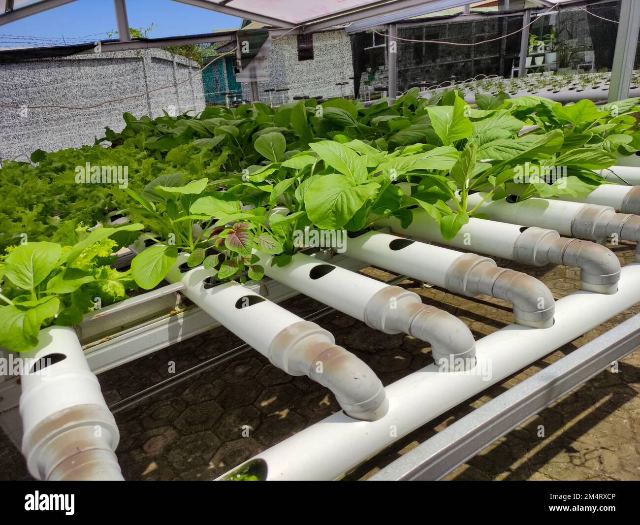 Hojas de mostaza con un modelo de plantación hidropónico Fotografía de  stock - Alamy