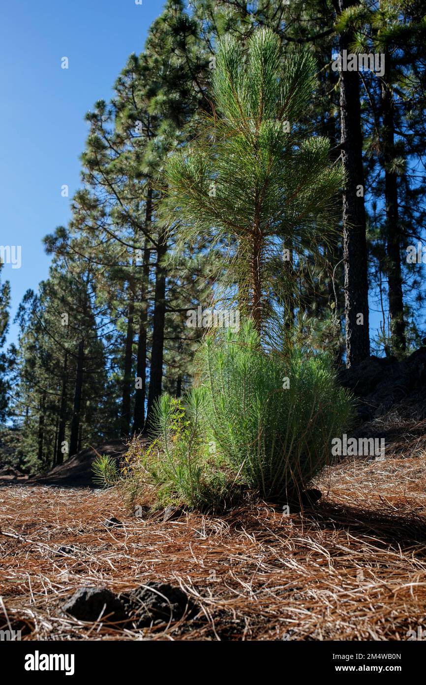 Vista de nivel bajo, Pinus canariensis, pinos canarios en el bosque Corona, bosques cerca de Chinyero, Tenerife, Islas Canarias, España Foto de stock