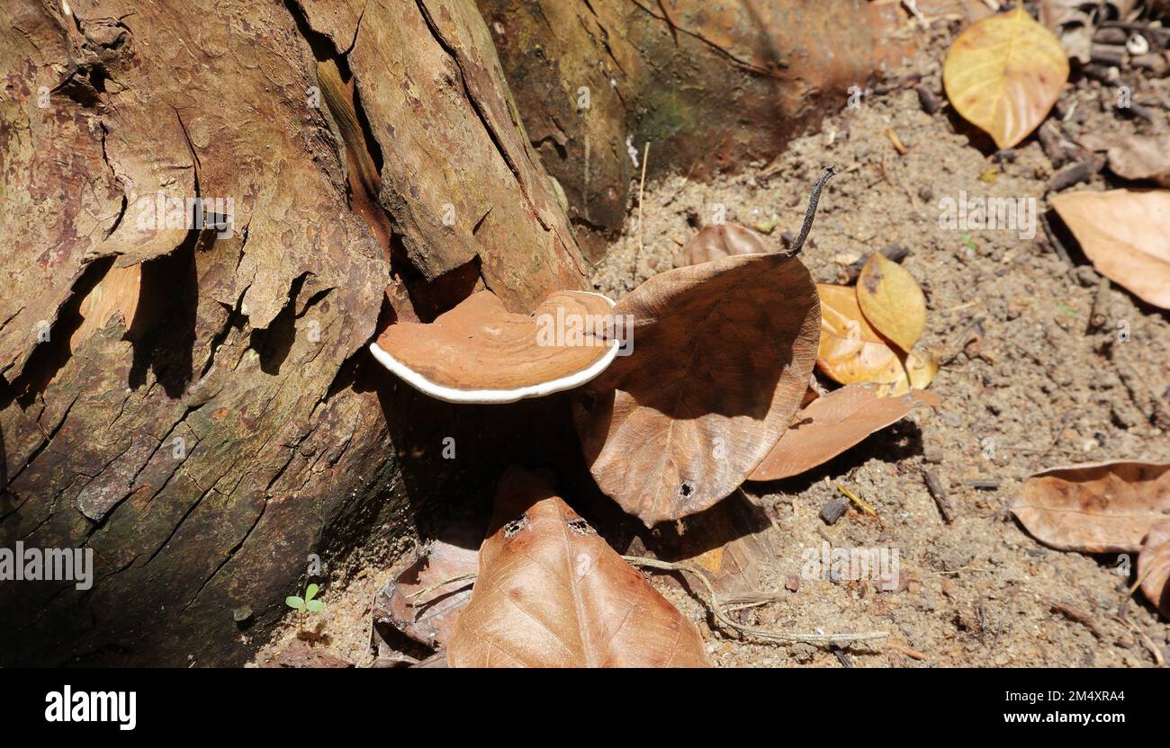 El hongo de un artista (Ganoderma Applanatum) está viviendo en una raíz de árbol muerto y este hongo crece uniéndose a una hoja caída cerca del suelo Foto de stock