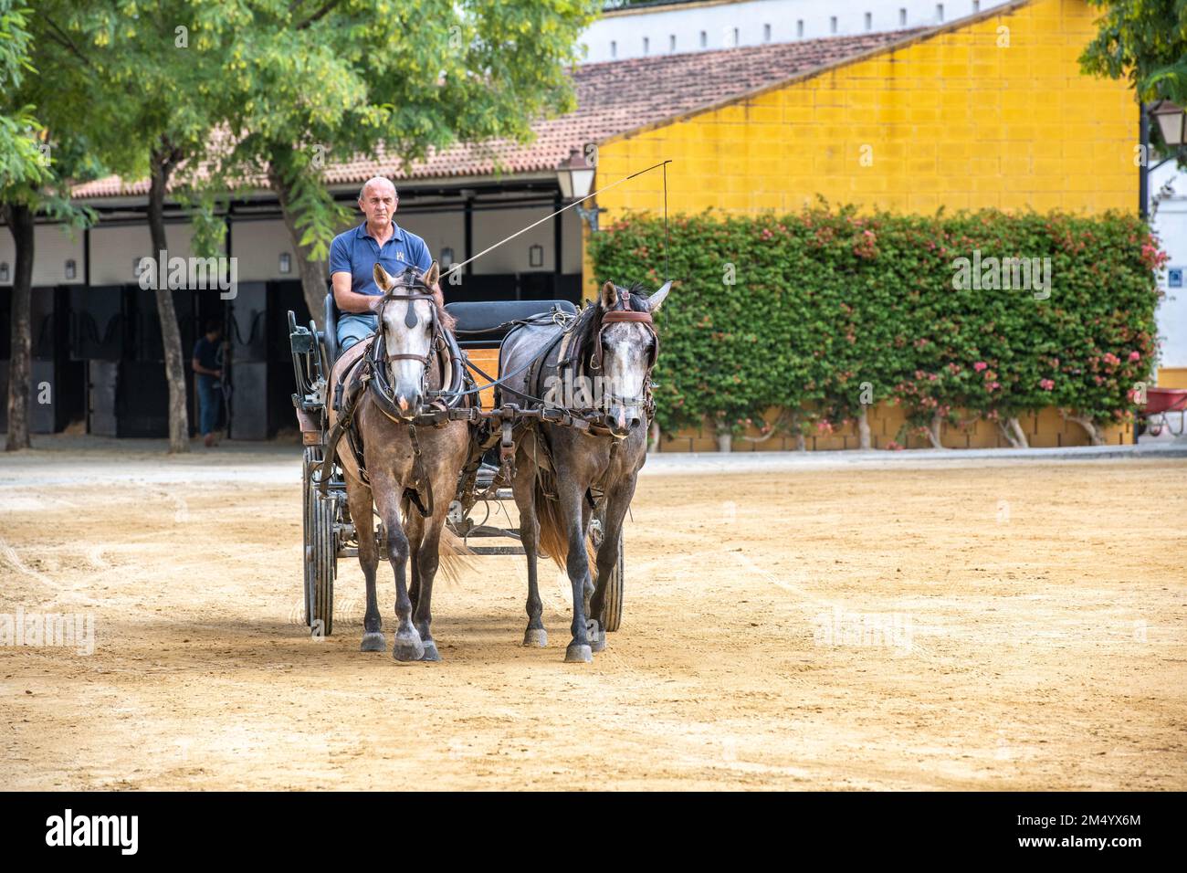 Hombre montando carruaje con caballo en la granja de caballos de caballos andaluces Jerez de la Frontera, España Foto de stock
