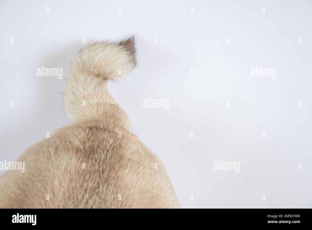 cola de perro pug sobre fondo blanco primer plano Foto de stock