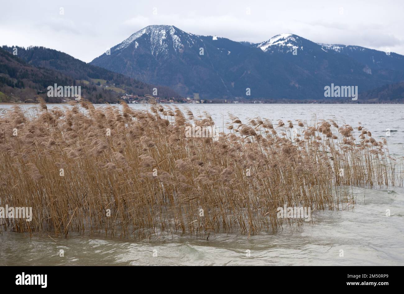 Gmund am Tegernsee, Alemania. 24th de diciembre de 2022. Reed se puede ver en la orilla del lago Tegernsee. Paisajes verdes, lluvia y viento en lugar de una Navidad blanca: Muchas nubes, Gmund am Tegernsee, Alemania. 24th de diciembre de 2022. Reed se puede ver en la orilla del lago Tegernsee. Paisajes verdes, lluvia y viento en lugar de una Navidad blanca: Muchas nubes,
