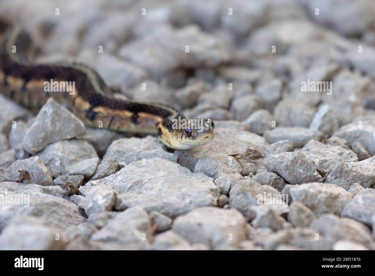 Una serpiente liguero se desliza a través de un sendero de piedra caliza Foto de stock