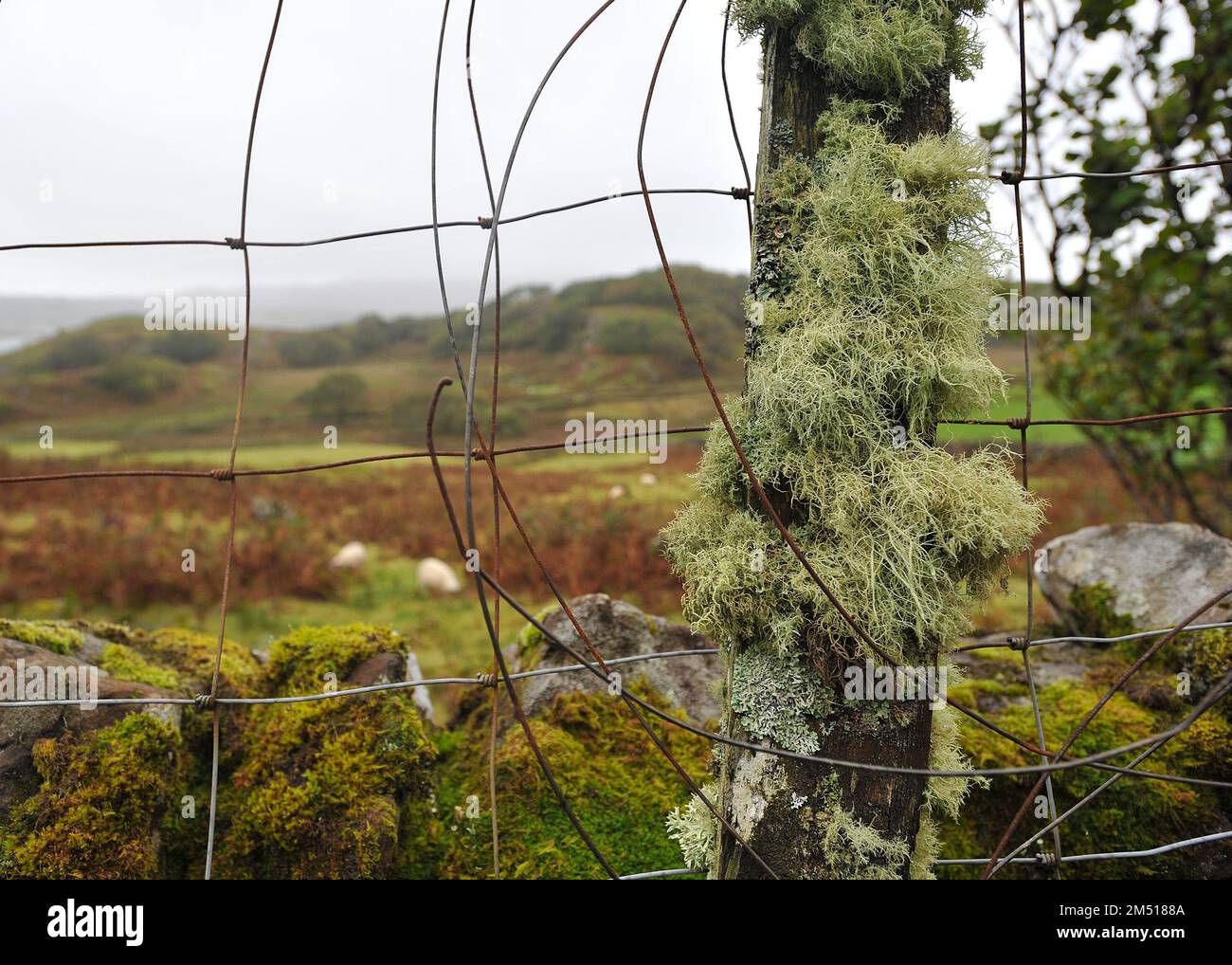 Liquen en un poste de la cerca - Lagganulva, Isla de Mull, Escocia Foto de stock