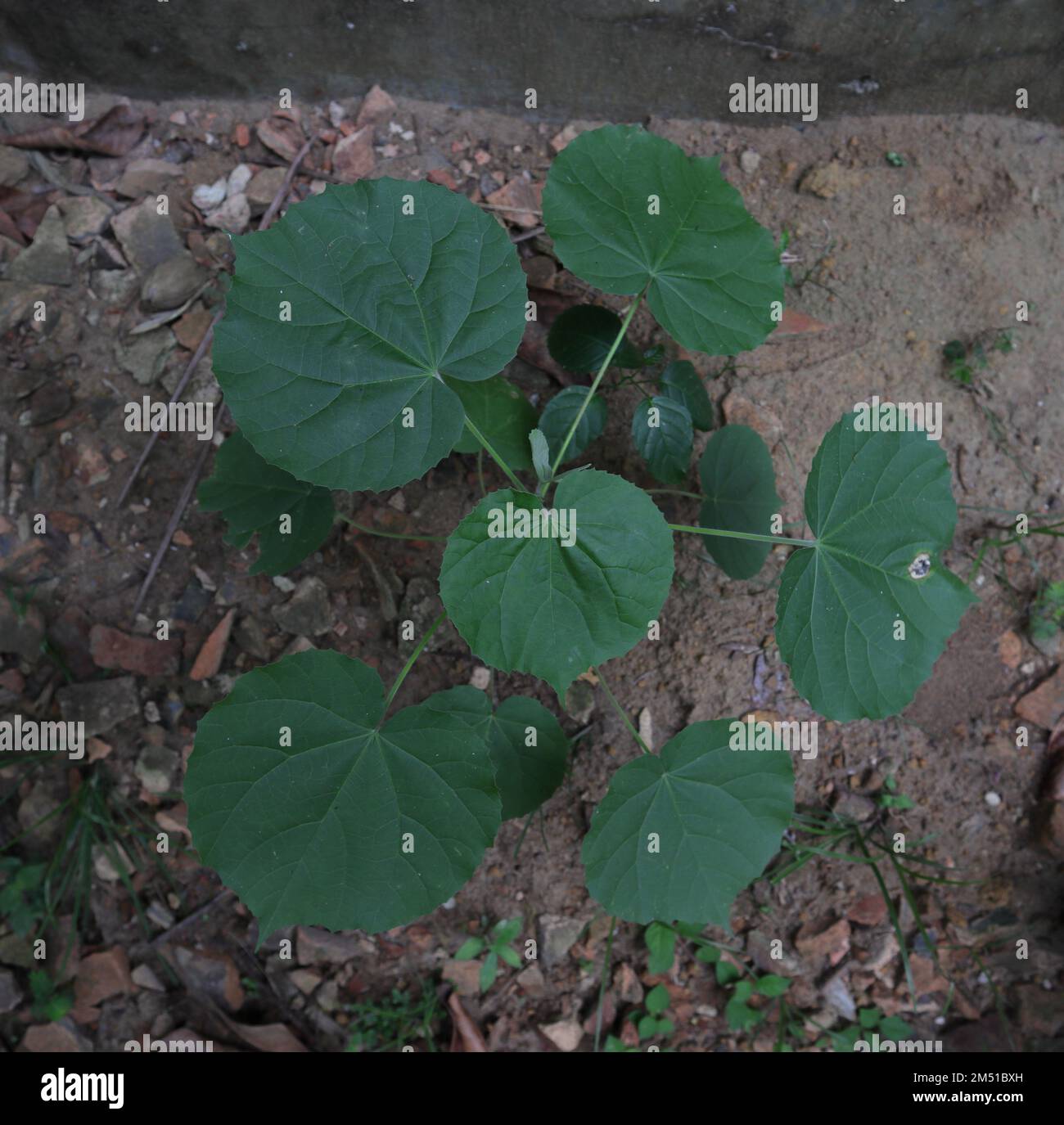 Vista aérea de una pequeña planta de malva india (Abutilon Indicum) crece en el suelo áspero cerca de una pared Foto de stock
