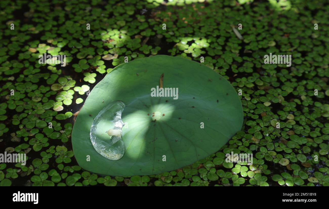 Una pequeña hoja de loto con una gota de agua y pequeños insectos en la parte superior de la superficie de la hoja Foto de stock