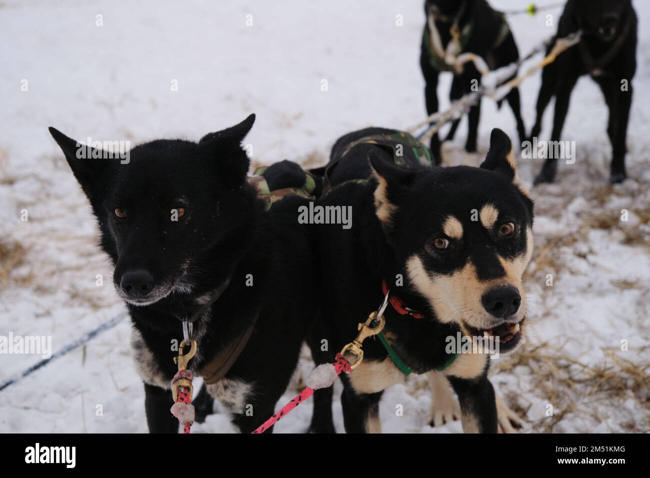 Dos perros negros de raza mixta deportivos mestizos se unen en el equipo de invierno y esperan el inicio de la competencia. Vista frontal, un perro ladrando. A Foto de stock