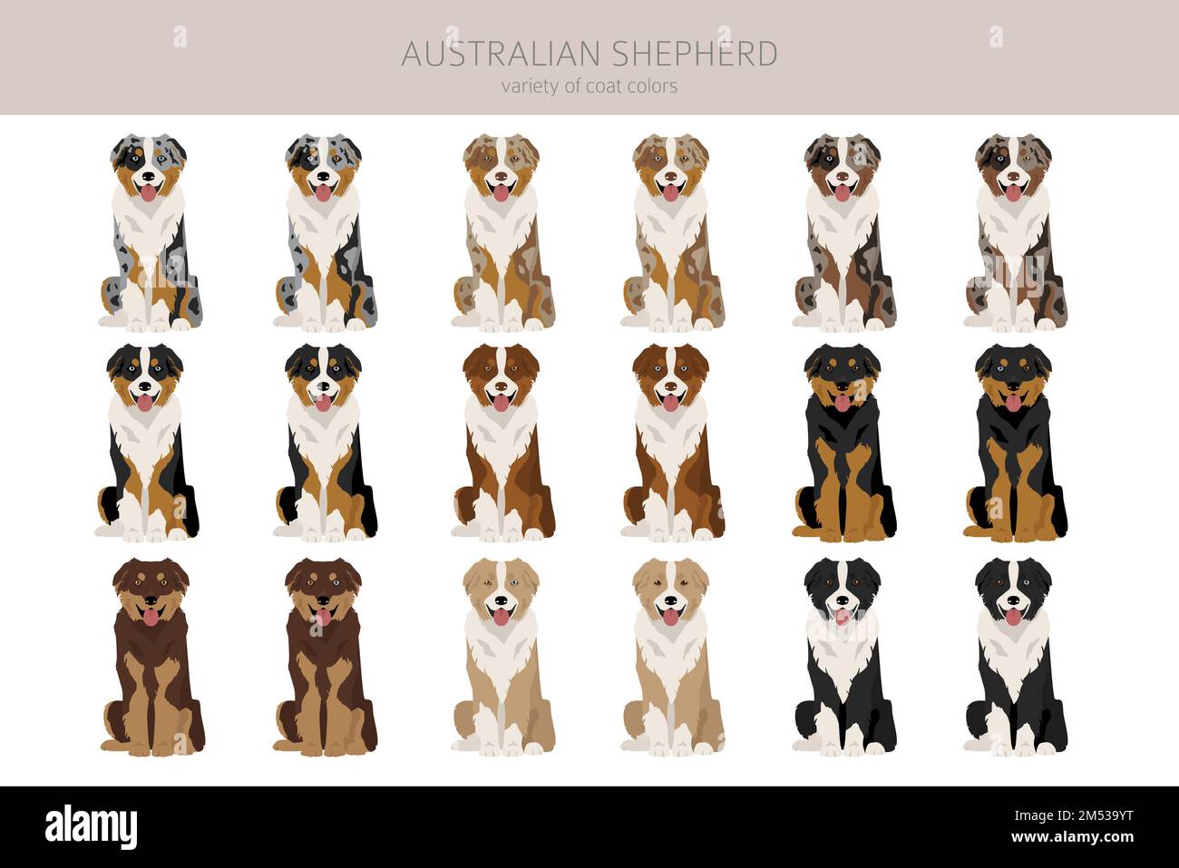 Australian shepherd caracteristicas 2025