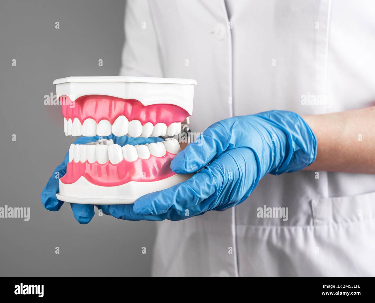 Dentista sosteniendo mandíbula de dientes sanos blancos. Odontología, concepto de cuidado de la salud oral dental. Foto de alta calidad Foto de stock
