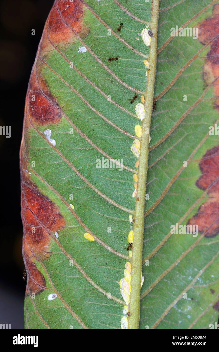 La escala de Seychelles, Icerya seychellarum (Hemiptera: Monophlebidae) es la peligrosa plaga de los árboles de aguacate, mango y cítricos en la cuenca mediterránea. Foto de stock