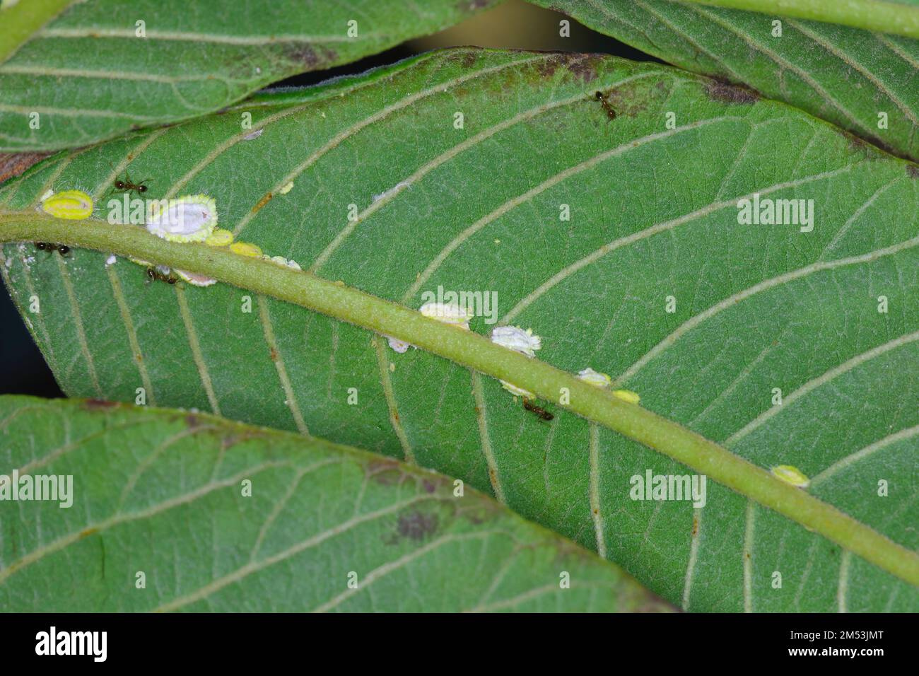 La escala de Seychelles, Icerya seychellarum (Hemiptera: Monophlebidae) es la peligrosa plaga de los árboles de aguacate, mango y cítricos en la cuenca mediterránea. Foto de stock