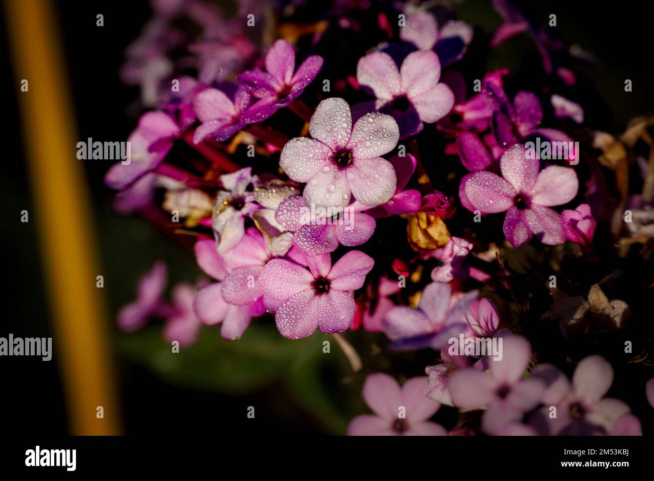 Un primer plano de las flores moradas en el jardín Fotografía de stock -  Alamy