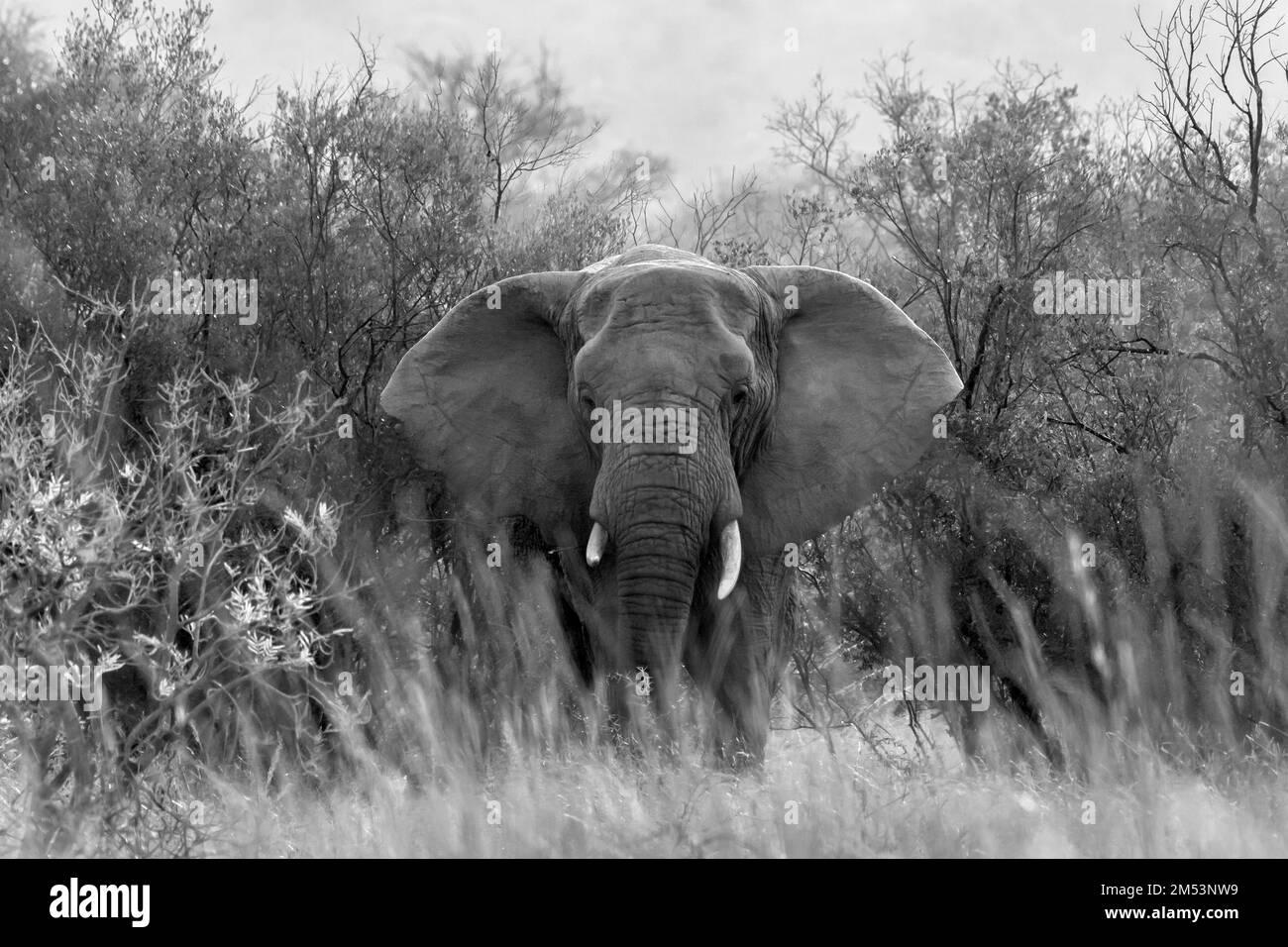 Elefante con orejas grandes extendidas, emergiendo del arbusto, B&W, Mabula, Sudáfrica Foto de stock