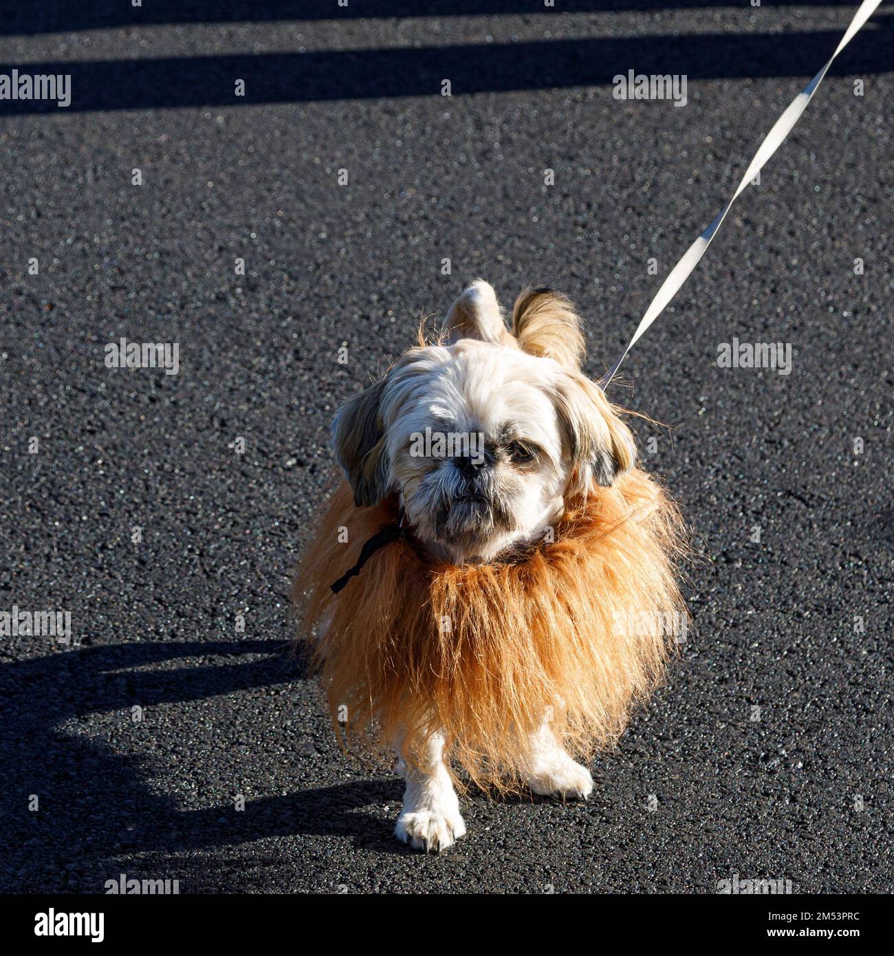 Perro disfrazado de león fotografías e imágenes de alta resolución - Alamy