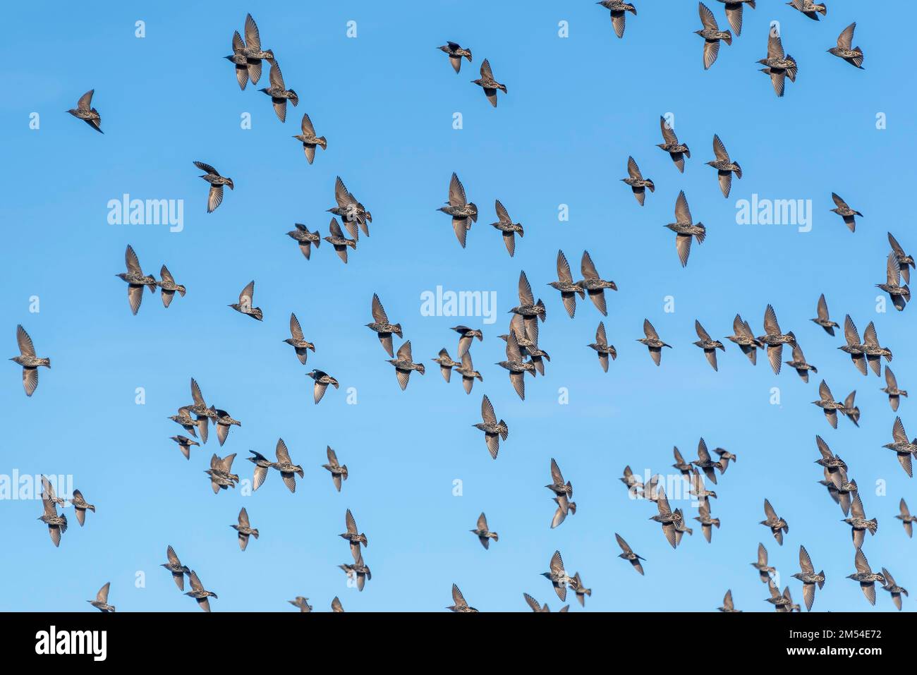 Los estorninos vuelan al sur, Alemania Foto de stock