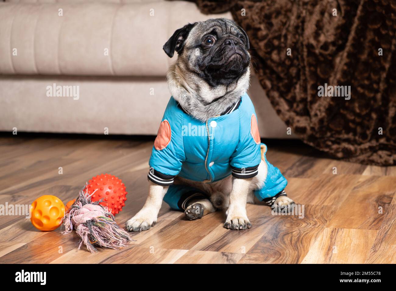 Pug clothes fotografías e imágenes de alta resolución - Página 2 - Alamy