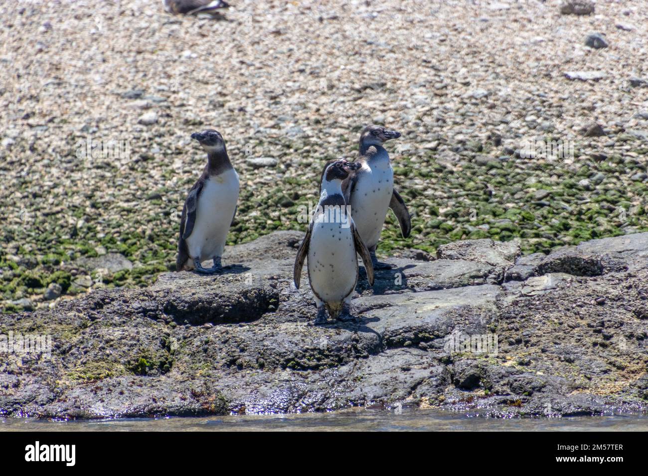 Pinguino de humboldt mapa fotografías e imágenes de alta resolución - Alamy