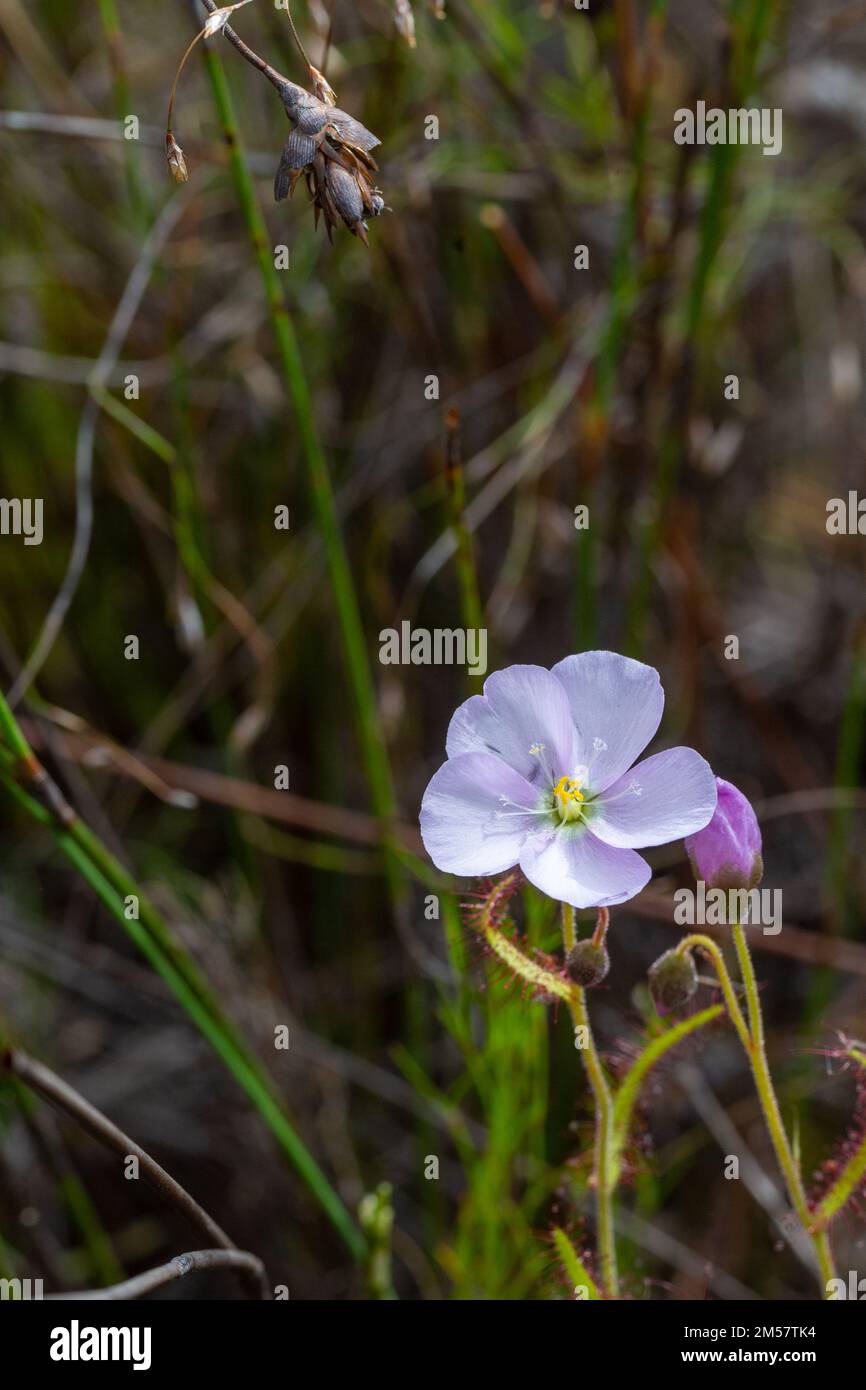La pequeña flor del sundew Drosera liniflora en hábitat natural Fotografía  de stock - Alamy