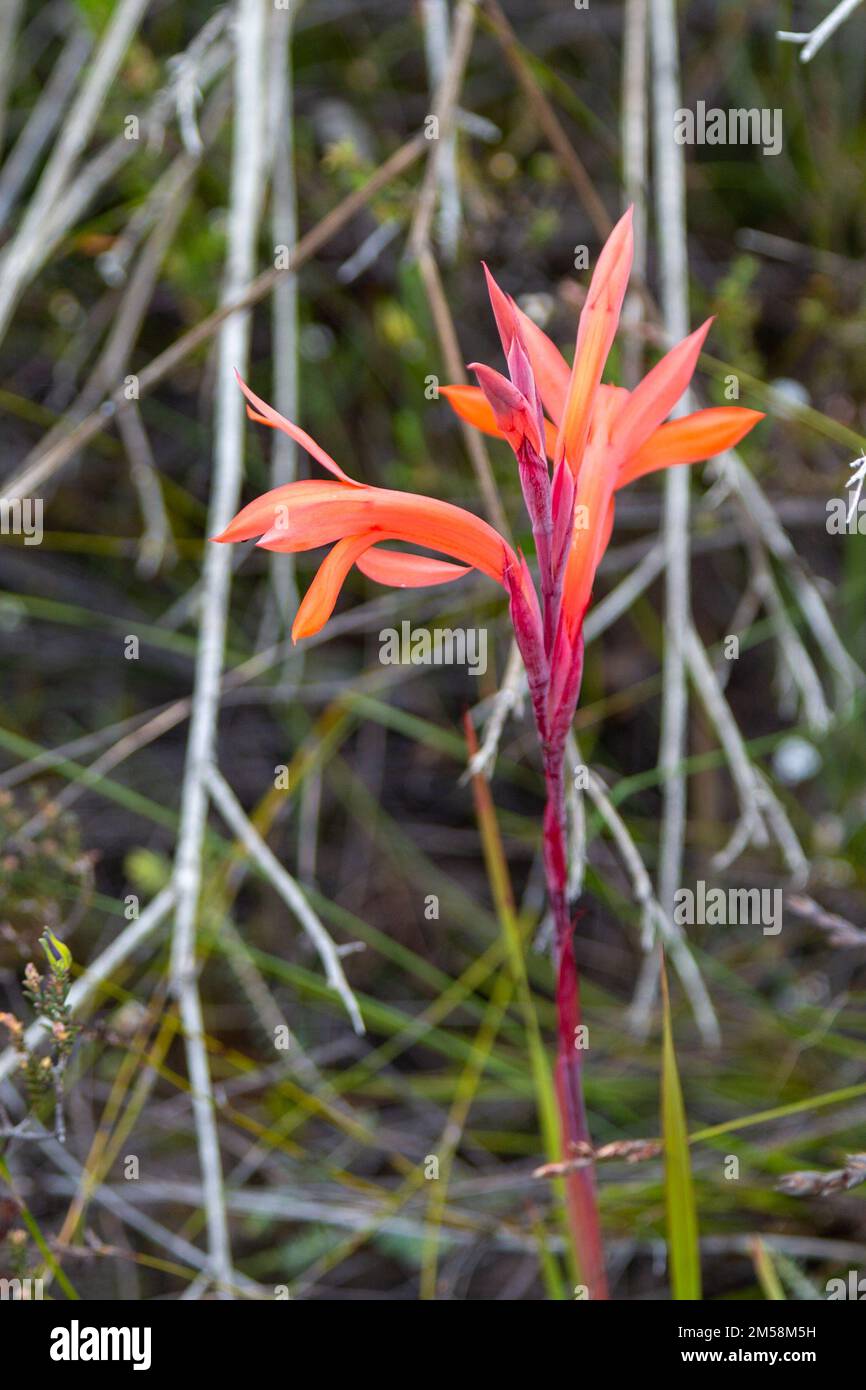 Flores silvestres sudafricanas: Flores de un Watsonia sp. Visto en hábitat natural cerca de Porterville en el Cabo Occidental de Sudáfrica Foto de stock
