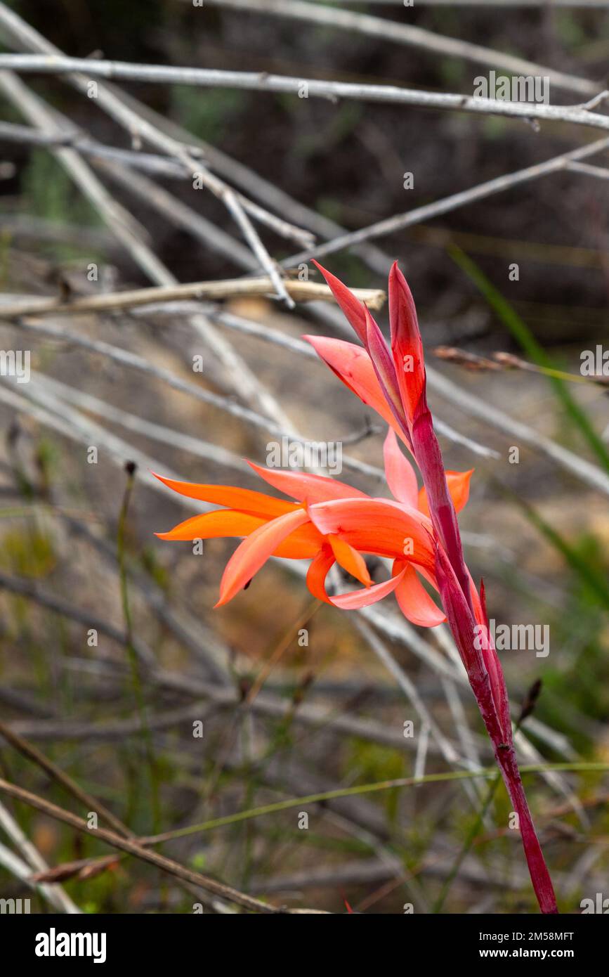 Flores silvestres sudafricanas: Flores de un Watsonia sp. Visto en hábitat natural cerca de Porterville en el Cabo Occidental de Sudáfrica Foto de stock