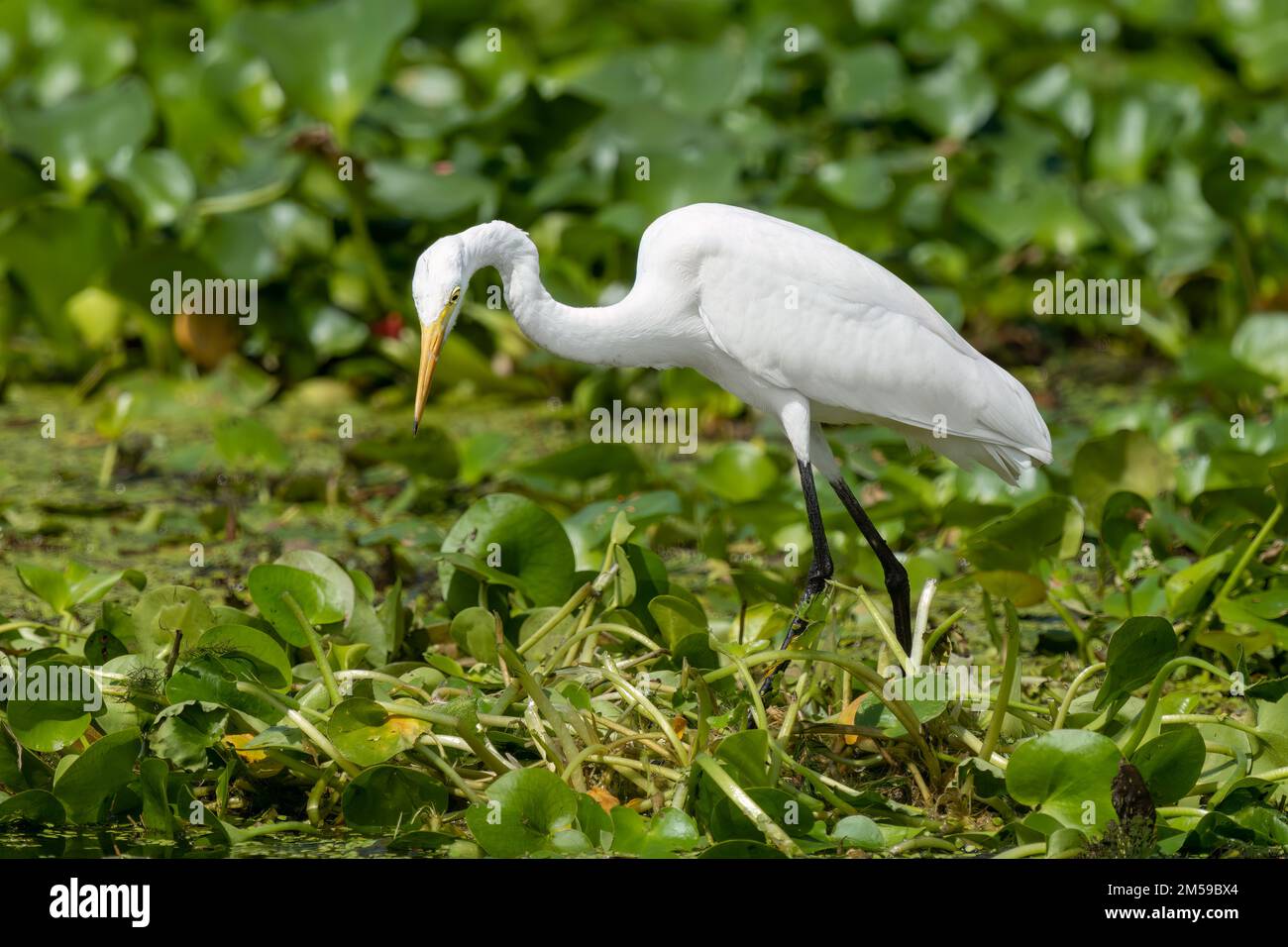 Primer plano de una gran garza de pie durante la primavera en el día soleado Foto de stock