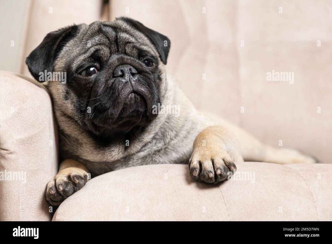 Un pug de un año yace en un sofá beige claro, un lugar para el texto. Perros  pequeños de pura raza, tienda de mascotas Fotografía de stock - Alamy