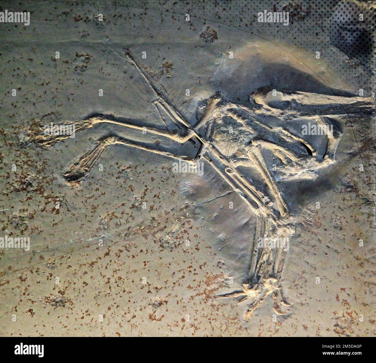 Pterodactylus antiquus.Pterodactylus fósil.Extinto género de pterosaurios.Solo una sola especie.El primer pterosaurio identificó ''reptil volador''.Solnhofen piedra caliza Baviera Alemania.Período jurásico tardío hace 150,8 a 148,5 millones de años.La membrana delgada o patagio se estiró entre sus huesos largos del dedo. Foto de stock
