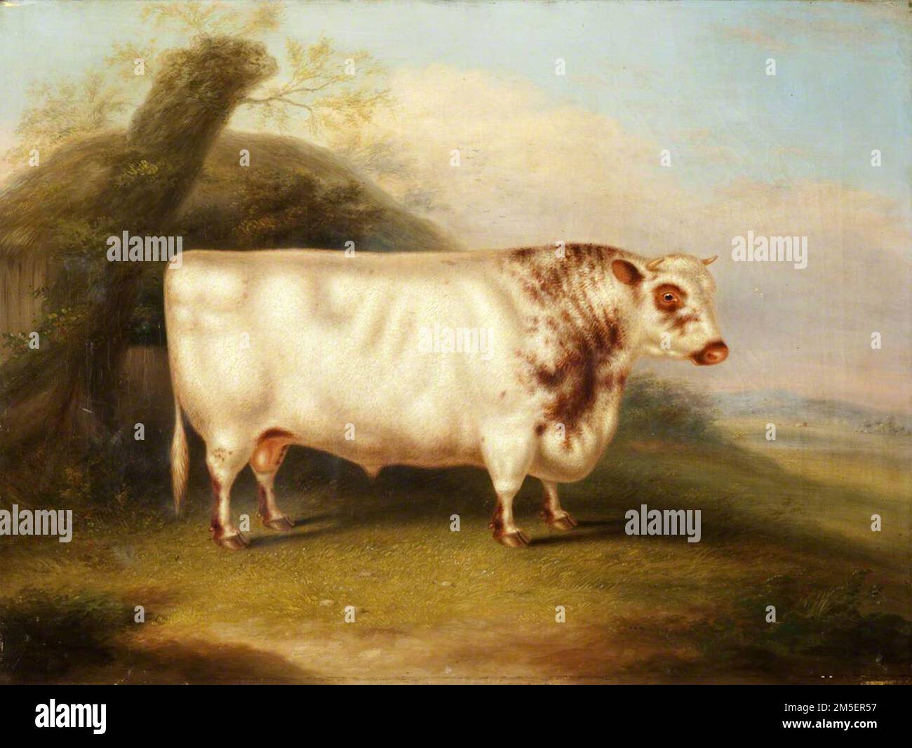 Henry Stafford - Harlsonia, Shorthorn Bull c 1855 Foto de stock