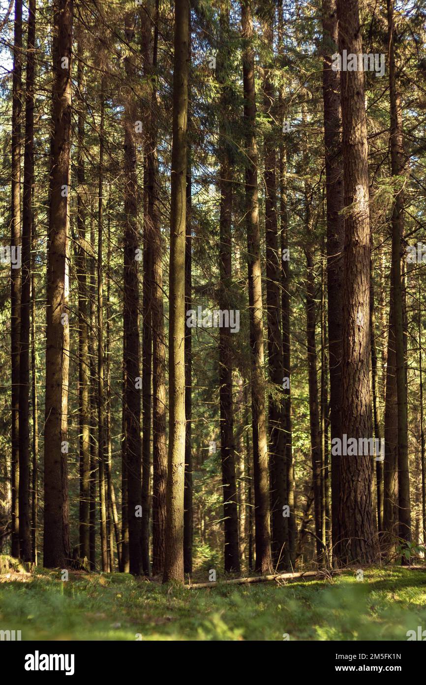 Bosque espeso, siempre verde. Árboles de coníferas perennes altos con