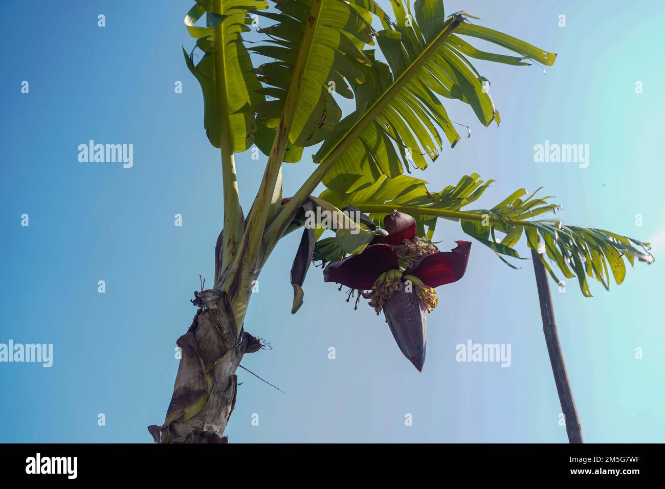 Árbol de plátanos fruta de verano con un racimo en la flor de plátano en un jardín tropical en Bangladesh. Foto de stock