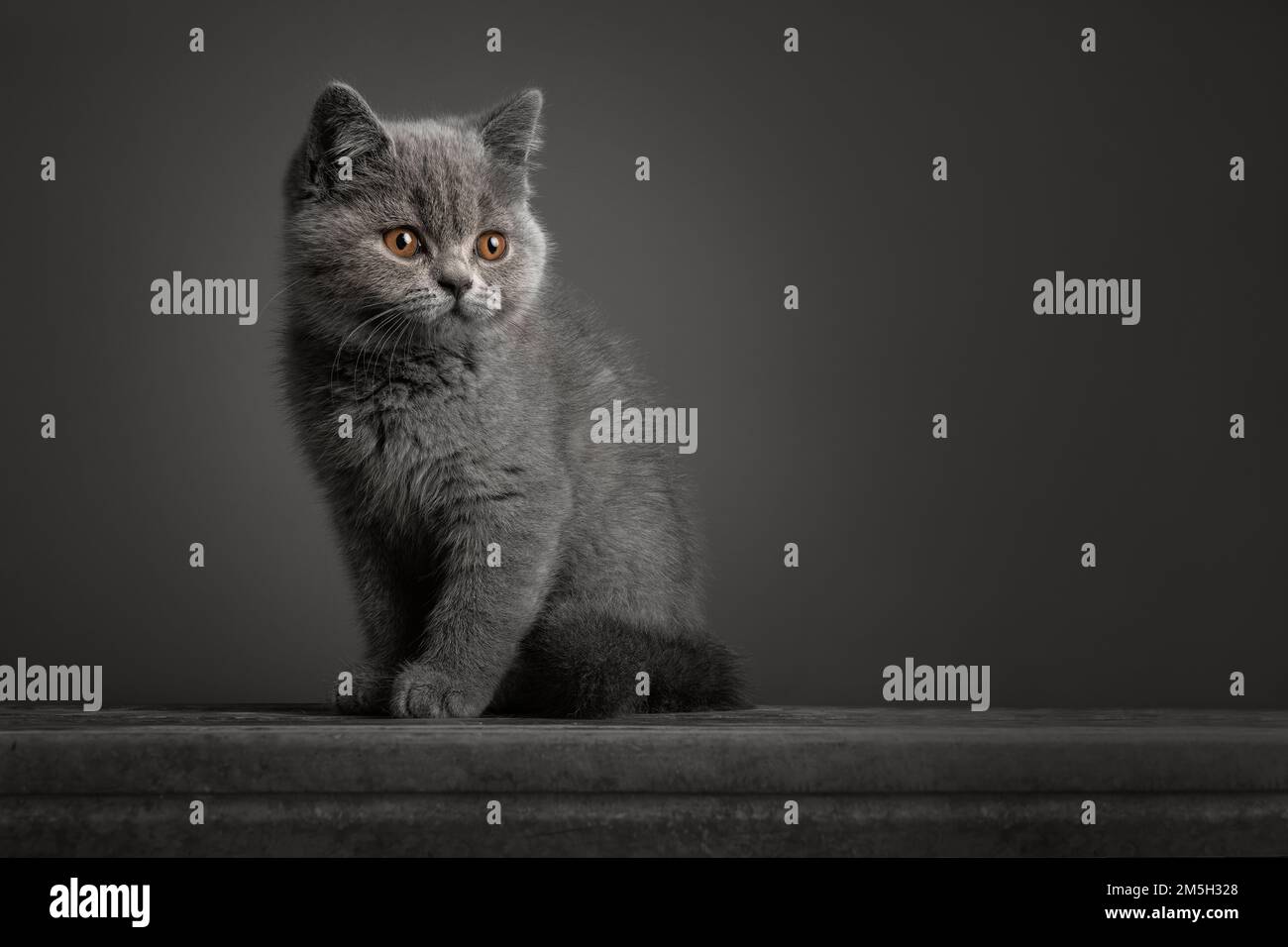 Ggray gatito británico de pelo corto con ojos dorados mirando hacia otro lado en un fondo gris en una imagen de arte fino Foto de stock