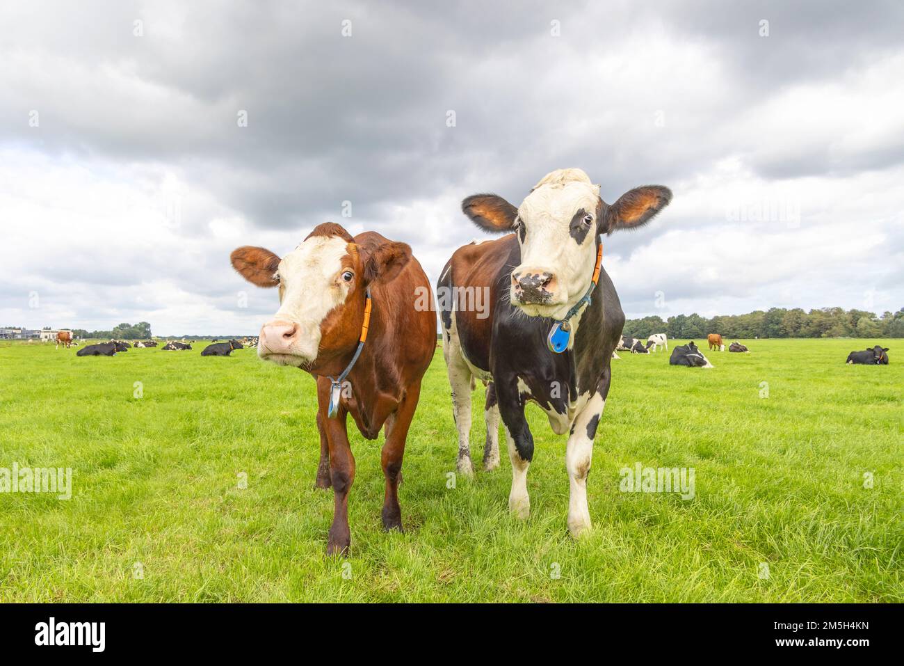 Dos vacas graciosas fotografías e imágenes de alta resolución - Alamy