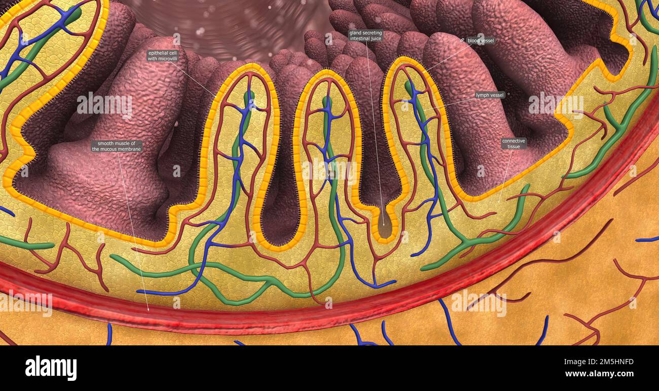 las vellosidades intestinales (singular: vellosidades) son pequeñas  proyecciones en forma de dedo que se extienden hacia la luz del intestino  delgado ilustración 3d Fotografía de stock - Alamy