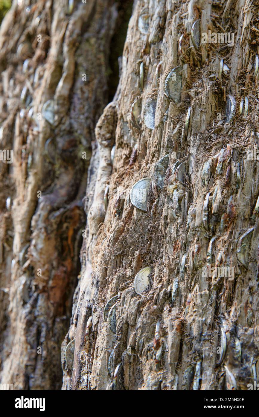 Monedas y árbol Foto de stock