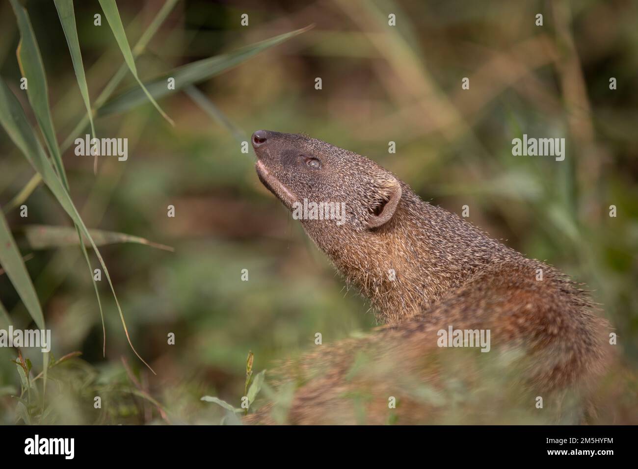 La mangosta egipcia (Herpestes ichneumon), la mangosta egipcia es la