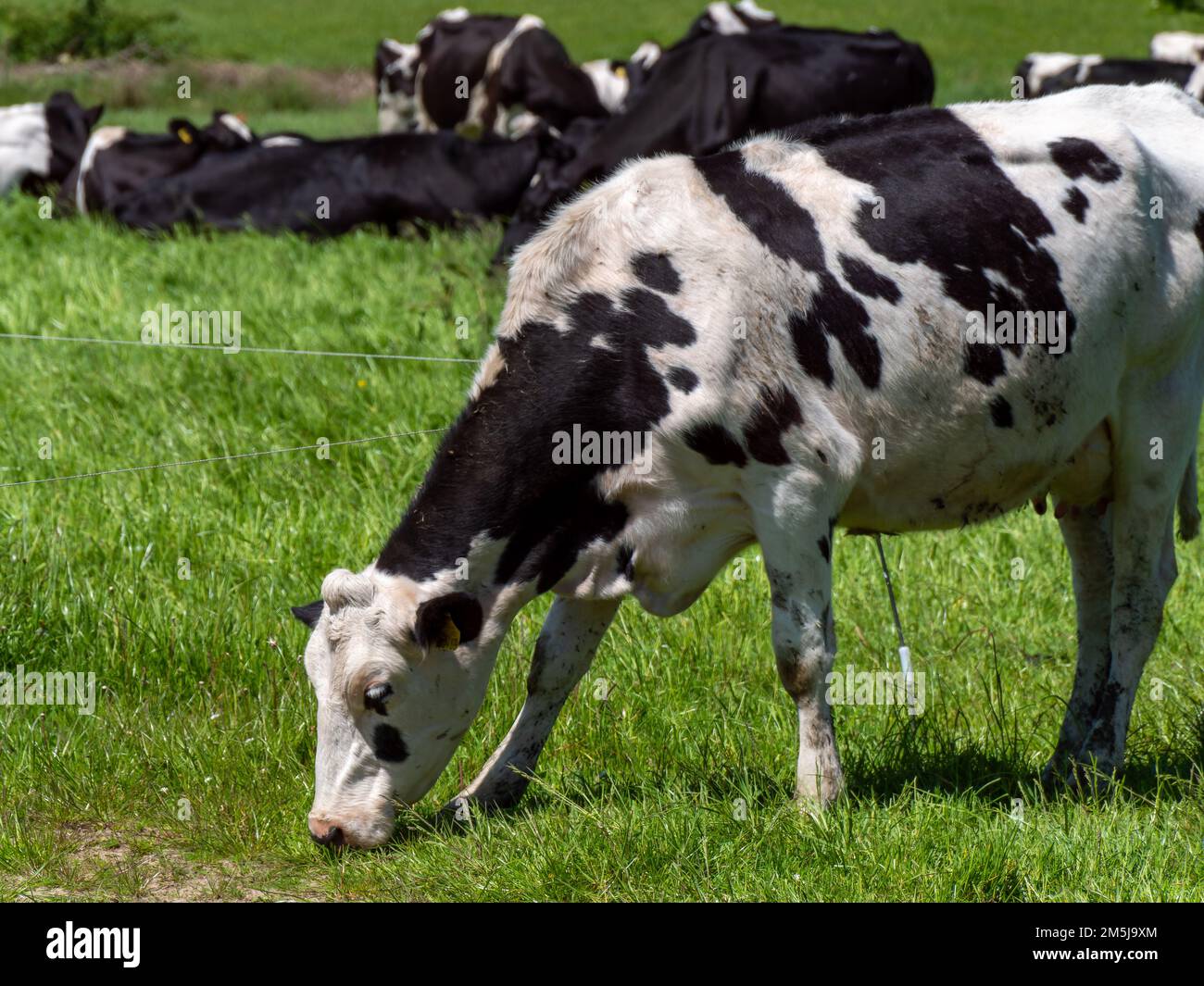 Manchas Blancas Negras En El Paisaje Fotografías E Imágenes De Alta Resolución Alamy 5115