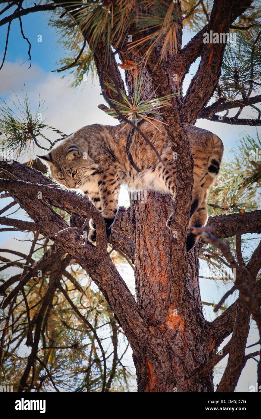 Bobcat en árbol en Bearizona Foto de stock