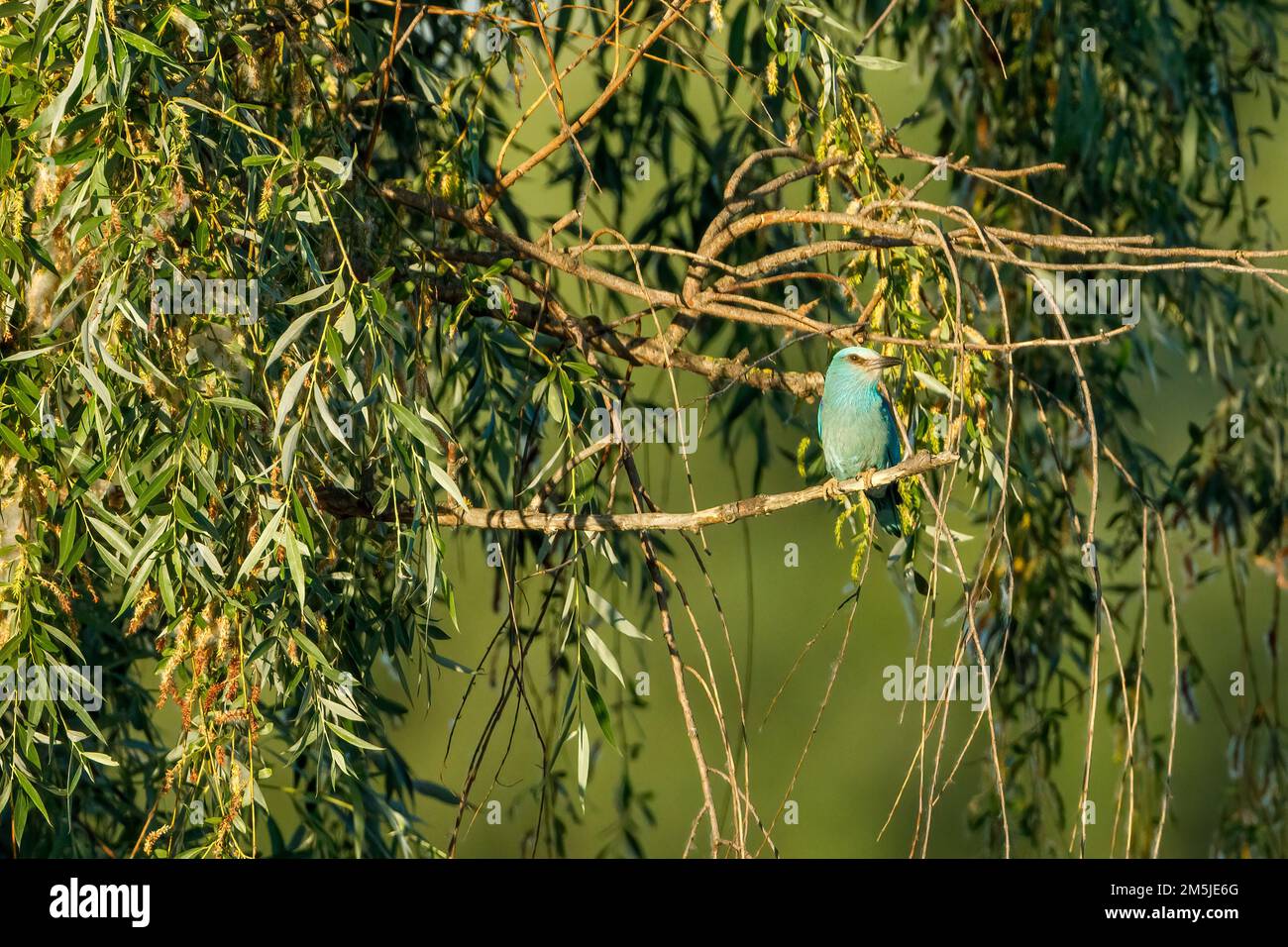 Un rodillo azul europeo en el delta del Danubio Foto de stock