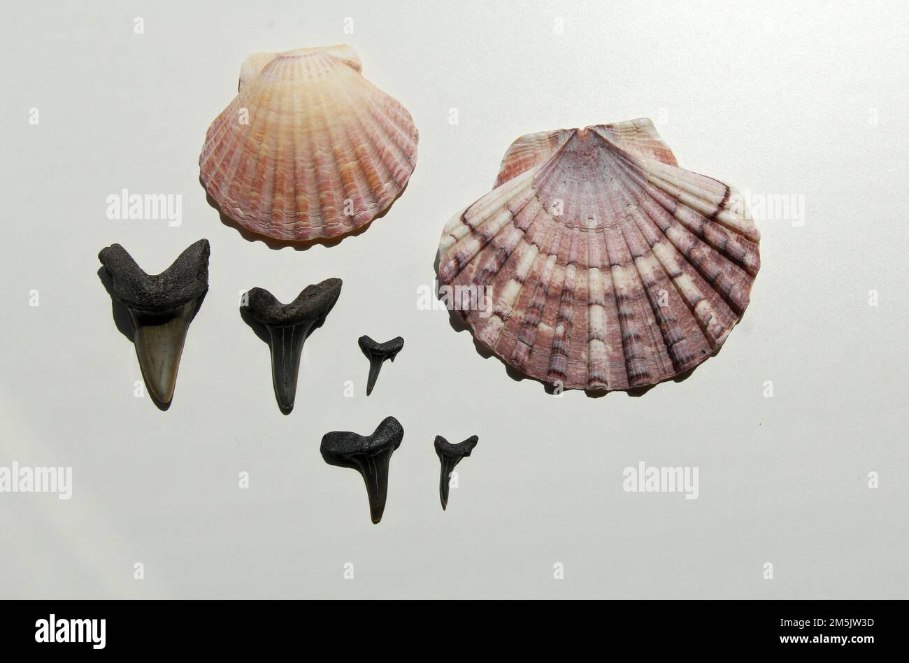 hermosas conchas y viejos fósiles de dientes de tiburón encontrados en la costa en cadzand y normandía en un fondo blanco Foto de stock