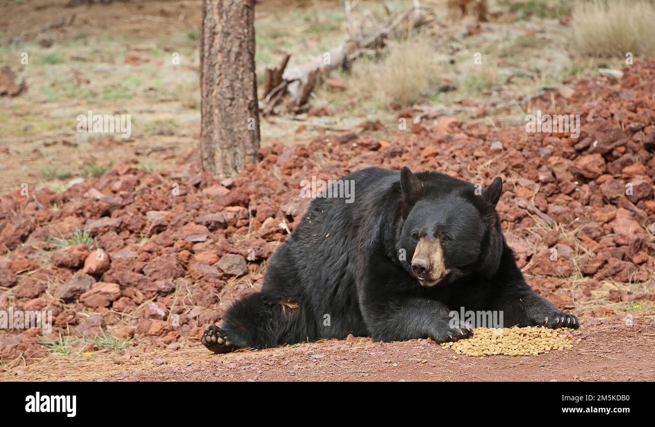 Oso Negro que guarda su comida Foto de stock
