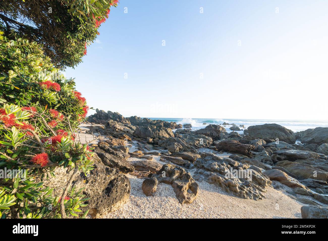 Vista del paisaje del monte Maunganui a través de la costa rocosa hasta el mar y el horizonte y el árbol de pohutukawa con flor roja brillante al amanecer en Tauranga Nueva Zelanda Foto de stock
