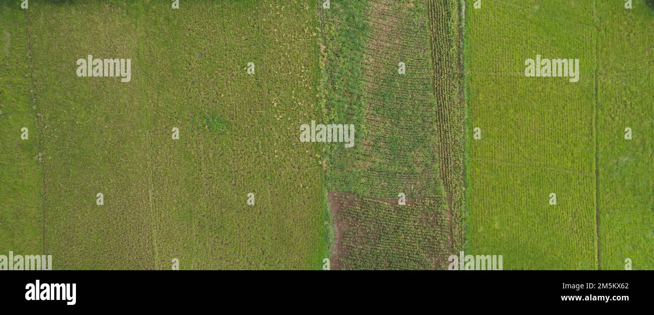 Campo agrícola verde cultivado aéreo sobre vista superior Foto de stock