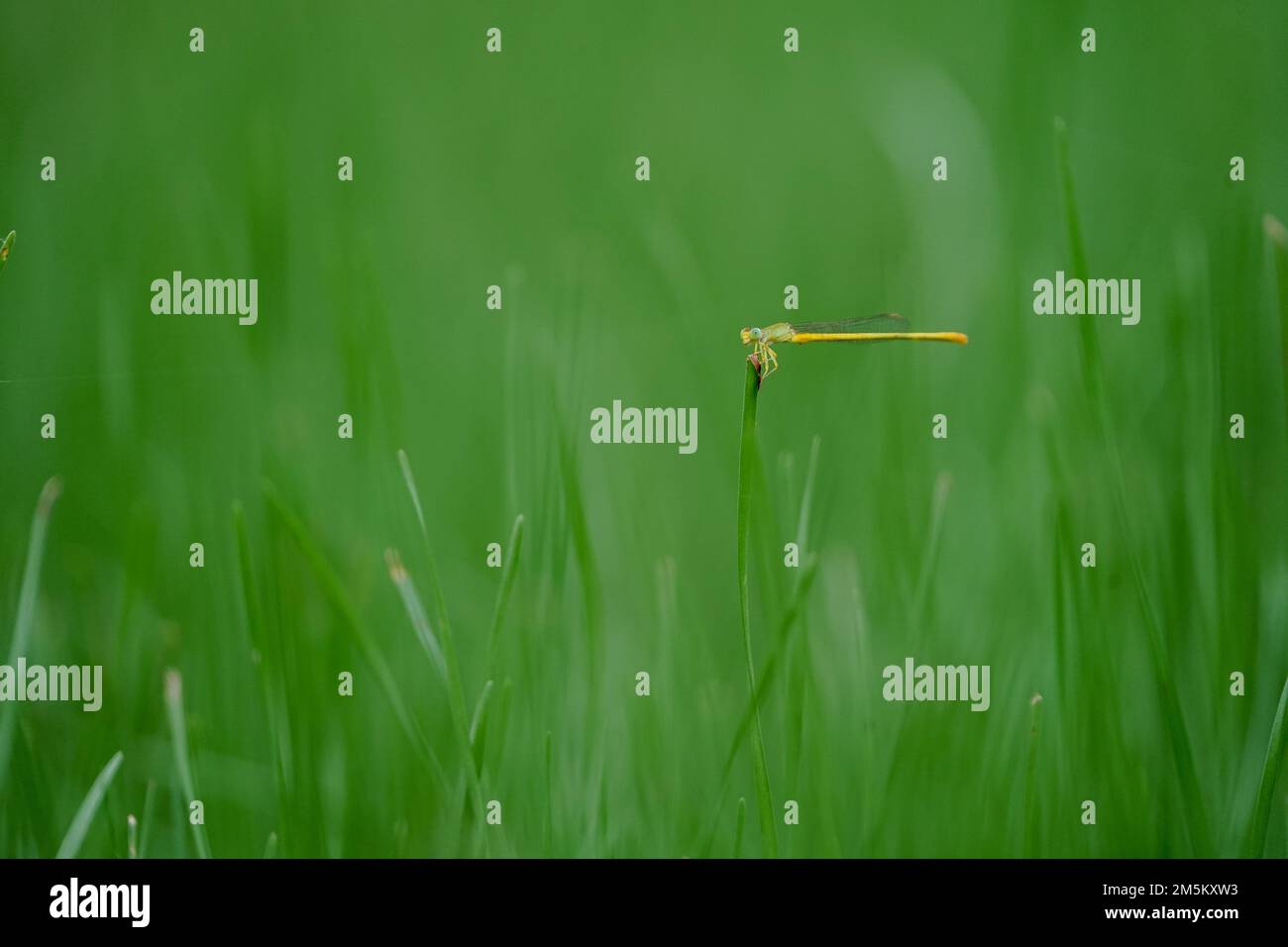 Pequeña libélula amarilla que se sienta en el suelo del parque del césped verde de la hierba, primer plano del tiro macro de la mosca del dragón que se sienta en la hoja verde de la hierba, foto de primer plano de Foto de stock